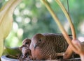 Mother bird sitting in the nest with her  baby birds, close up,blur background Royalty Free Stock Photo