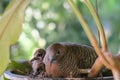 Mother bird sitting in the nest with her  baby birds, close up,blur background Royalty Free Stock Photo