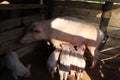 Close-up image of a mother pig and her four piglets in a wooden barn