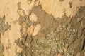 Close up image of mottled sycamore tree bark for background