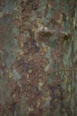 Close up image of mottled sycamore tree bark for background