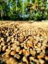 Close-up image of a mound of freshly-picked coffee beans set against a backdrop of green foliage