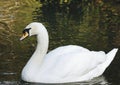 Close up image of a mute White Swan