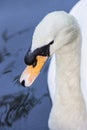 Close up image of a mute white swan