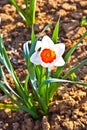 Close-up image of a narcissus Royalty Free Stock Photo