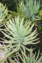 Close-up image of Narrow leaf chalksticks plant