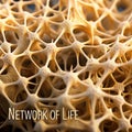 A close-up image of a network of interconnected nodes, representing the complex interconnectedness of life and the universe.