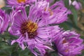 Close up image of New England aster flowers. Royalty Free Stock Photo