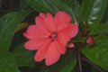 Close up image of New Guinea impatiens flower. Royalty Free Stock Photo