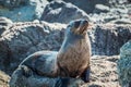 New Zealand Fur Seal arctocephalus forsteri Royalty Free Stock Photo