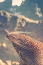 New Zealand Fur Seal arctocephalus forsteri Royalty Free Stock Photo