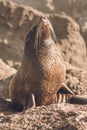 New Zealand Fur Seal arctocephalus forsteri Royalty Free Stock Photo