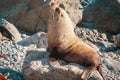 New Zealand Fur Seal arctocephalus forsteri Royalty Free Stock Photo