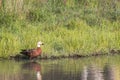 Close up image of a New Zealand Paradise Duck Tadorna variegata