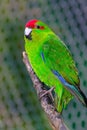 Close up image of a New Zealand Red-Crowned Parakeet