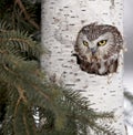 Northern Saw-Whet owl Royalty Free Stock Photo