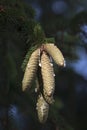 Close up image of Norway spruce cones. Royalty Free Stock Photo