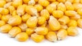 A close up image of numerous yellow corn kernels with a glossy finish Royalty Free Stock Photo