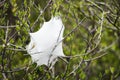 Close up image of a Nursery Spider Nest