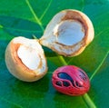 Close up image of nutmeg