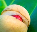 Close up image of nutmeg, very shallow focus