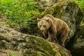 Close up image of old big brown bear walking on a rock