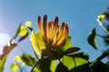 Close-up image of a orange Honeysuckle flower Royalty Free Stock Photo