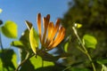 Close-up image of a orange Honeysuckle flower Royalty Free Stock Photo