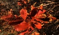 Abstract close picture of autumn leaves and withered bushes.