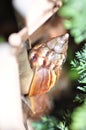 Snail in my garden