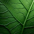 Close Up Image Of Organic Contours: Green Leaf In High Resolution