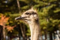 Close up image of Ostrich head with long neck at the farm in Nami Island,South Korea Royalty Free Stock Photo