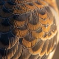 A close-up image of overlapping bird feathers with a striking Royalty Free Stock Photo