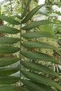 Close-up image of Pacaya palm leaves Royalty Free Stock Photo