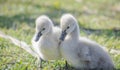 a pair of soft cute Black Swan Cygnets Royalty Free Stock Photo