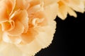Close up image of pale orange carnations