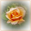 Beautiful pale orange rose Royalty Free Stock Photo