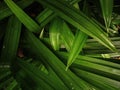 Close up image of the Pandanus leaves