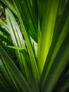 Close up image of the Pandanus leaves