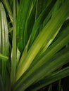 Close up image of the Pandanus leaves