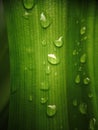 Close up image of the Pandanus leaves