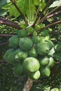 Close-up image of Papaya tree with fruits