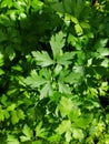 Close-up image of the parsley seasoning, highlighting a branch with three branches of the seasoning in the center of the photo.