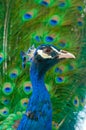Close up image of peacock Royalty Free Stock Photo