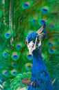 Close up image of peacock Royalty Free Stock Photo
