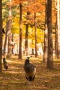 Close up image of peacock at the autumn forest with yellow leaves in Nami Island, South Korea Royalty Free Stock Photo