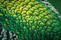 Close up image of Peacock Feathers