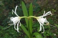 Close-up image of Peruvian daffodil flowers. Royalty Free Stock Photo