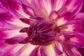 Close up of Dahlia Flower
