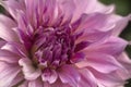 Close up of Dahlia Flower